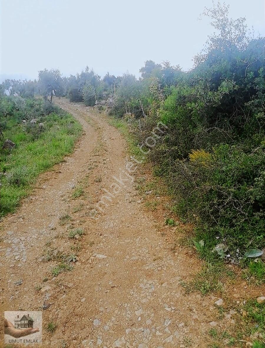 Dudaklıda Zeytın Bahcesı Tek Tapu - Görsel 7