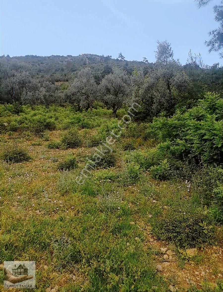 Dudaklıda Zeytın Bahcesı Tek Tapu - Görsel 10