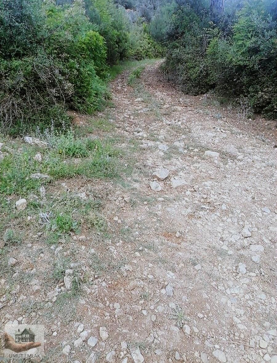 Dudaklıda Zeytın Bahcesı Tek Tapu