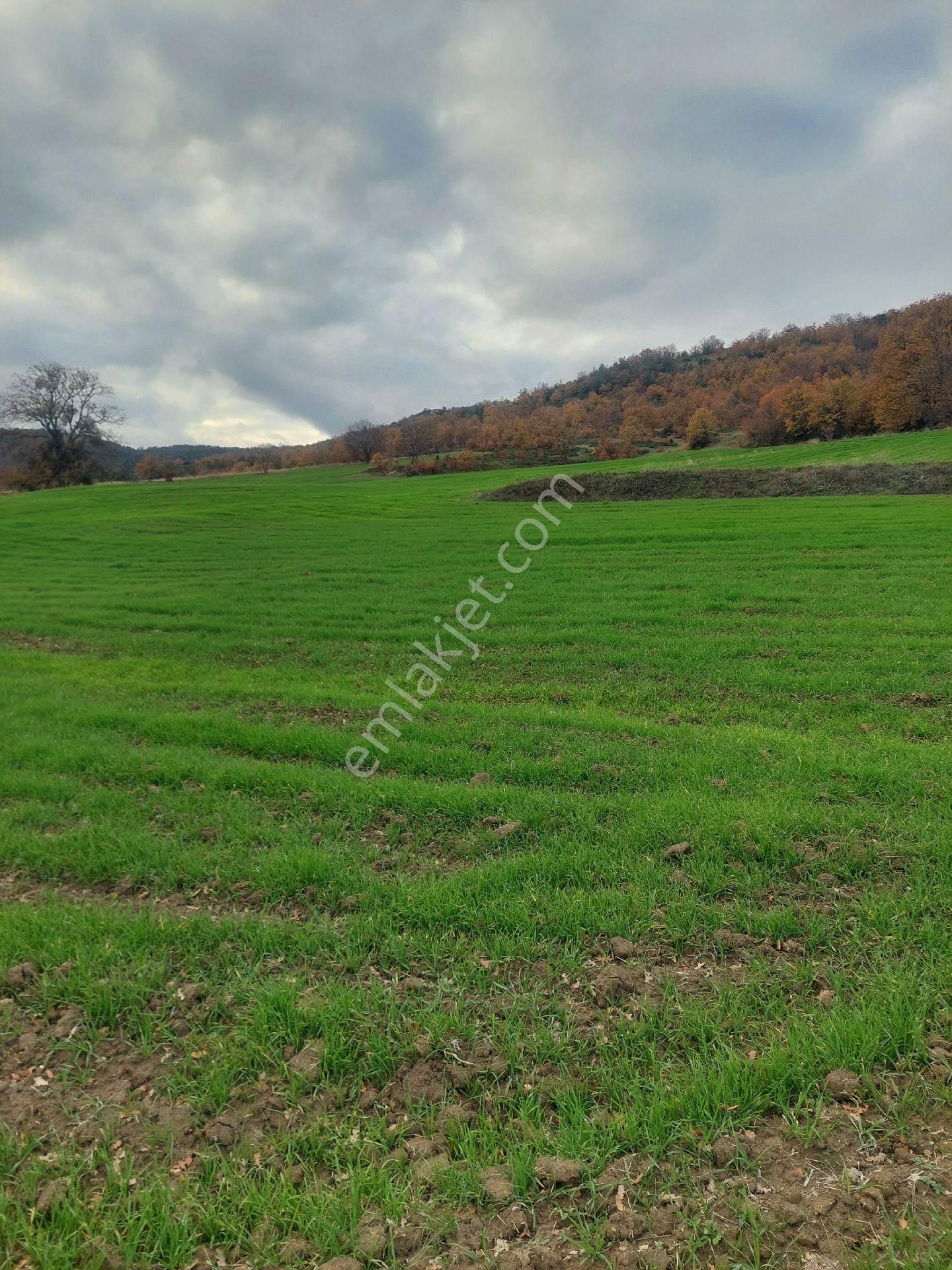 Satılık. Kestel Ağlaşan Köyünde 6600 M2. Tarla. - Görsel 3