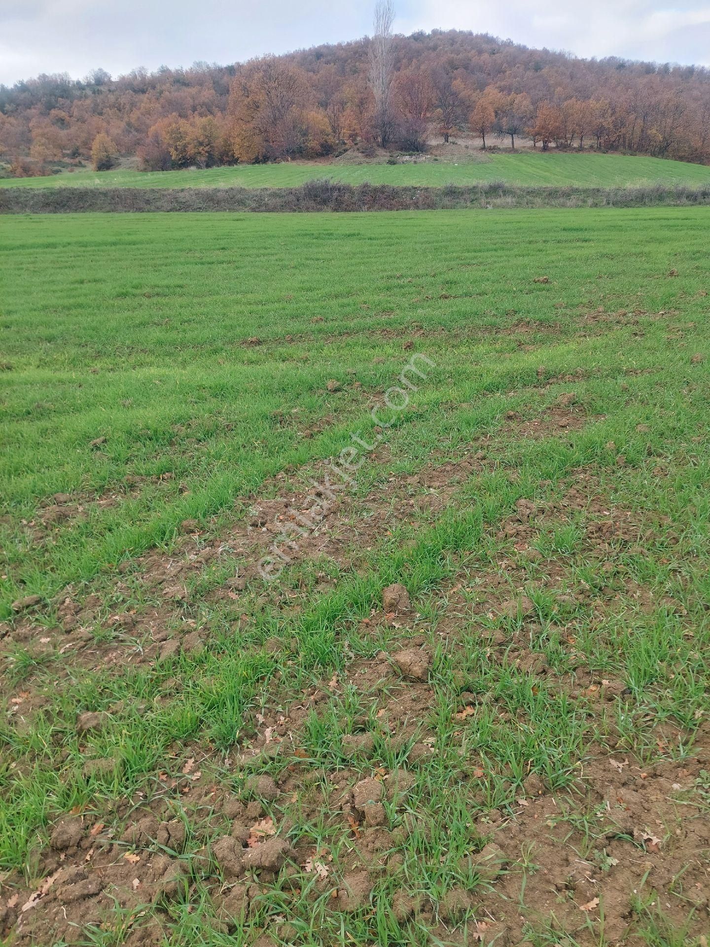 Satılık. Kestel Ağlaşan Köyünde 6600 M2. Tarla. - Görsel 5