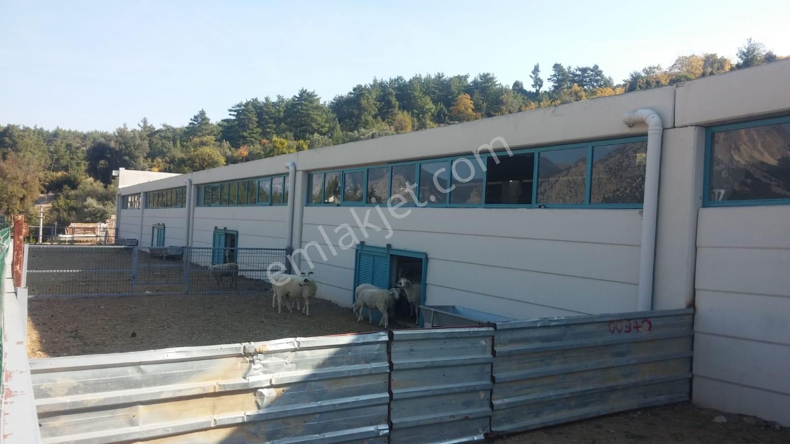 14.000 M² Tarla Ve Üzerinde 1.000m² Kapalı Alanlı Ağıl - Görsel 9