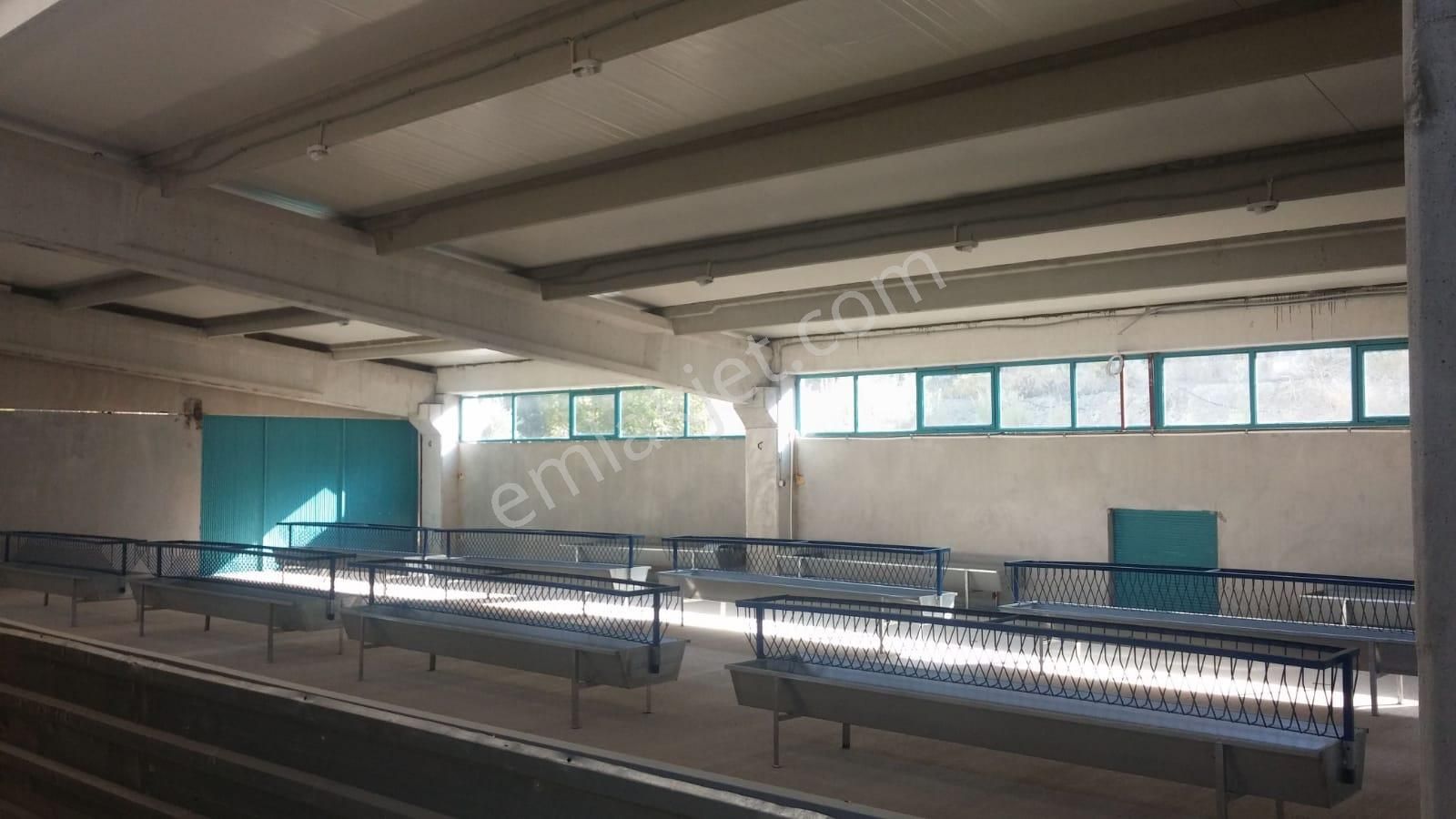 14.000 M² Tarla Ve Üzerinde 1.000m² Kapalı Alanlı Ağıl - Görsel 6