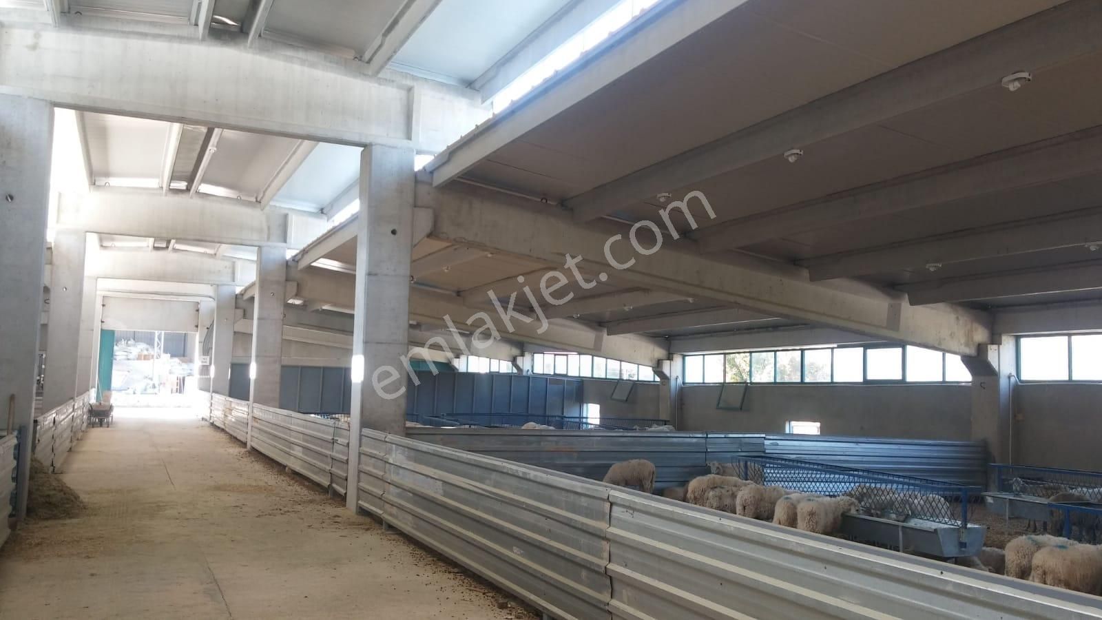 14.000 M² Tarla Ve Üzerinde 1.000m² Kapalı Alanlı Ağıl - Görsel 4