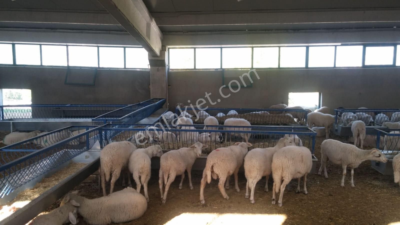 14.000 M² Tarla Ve Üzerinde 1.000m² Kapalı Alanlı Ağıl - Görsel 10