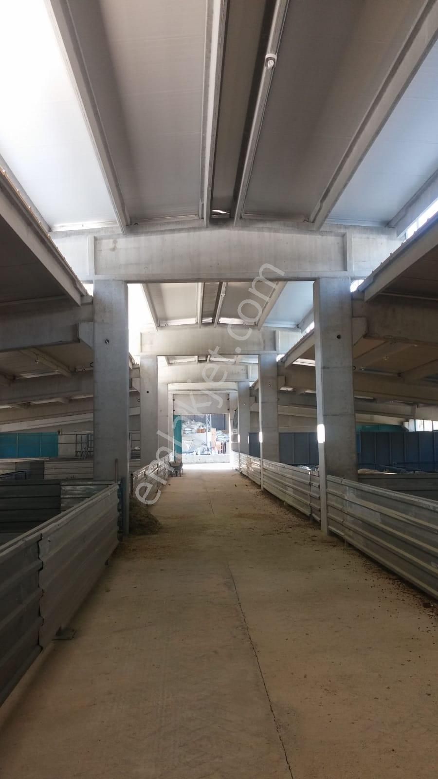 14.000 M² Tarla Ve Üzerinde 1.000m² Kapalı Alanlı Ağıl - Görsel 11