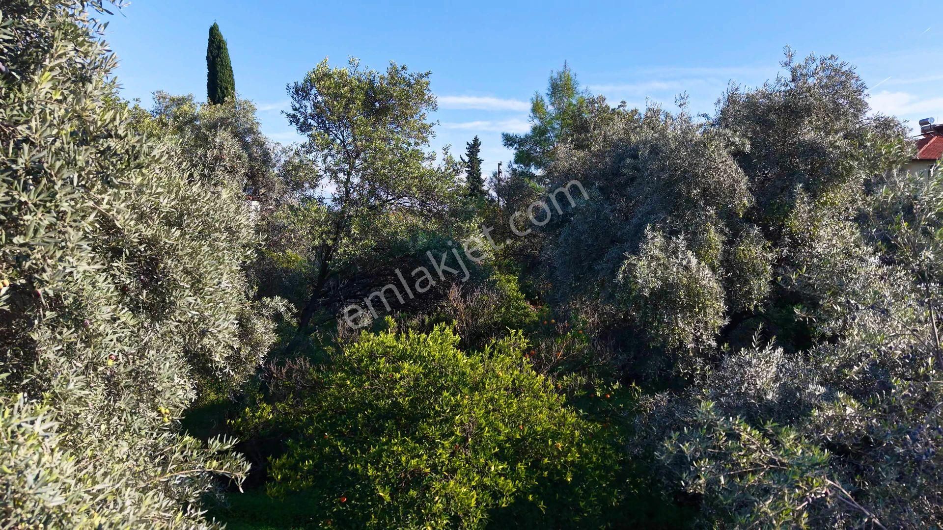 Tuana Emlak'tan Toparlarda %10 İmarlı 2048 M² Arsa - Görsel 7