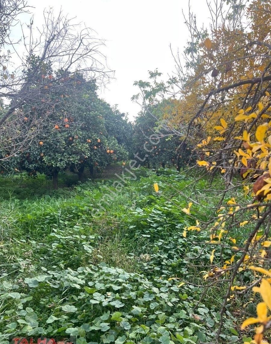 Nazilli Güzelköy Mah.satılık İmarlı Bahçe - Görsel 3