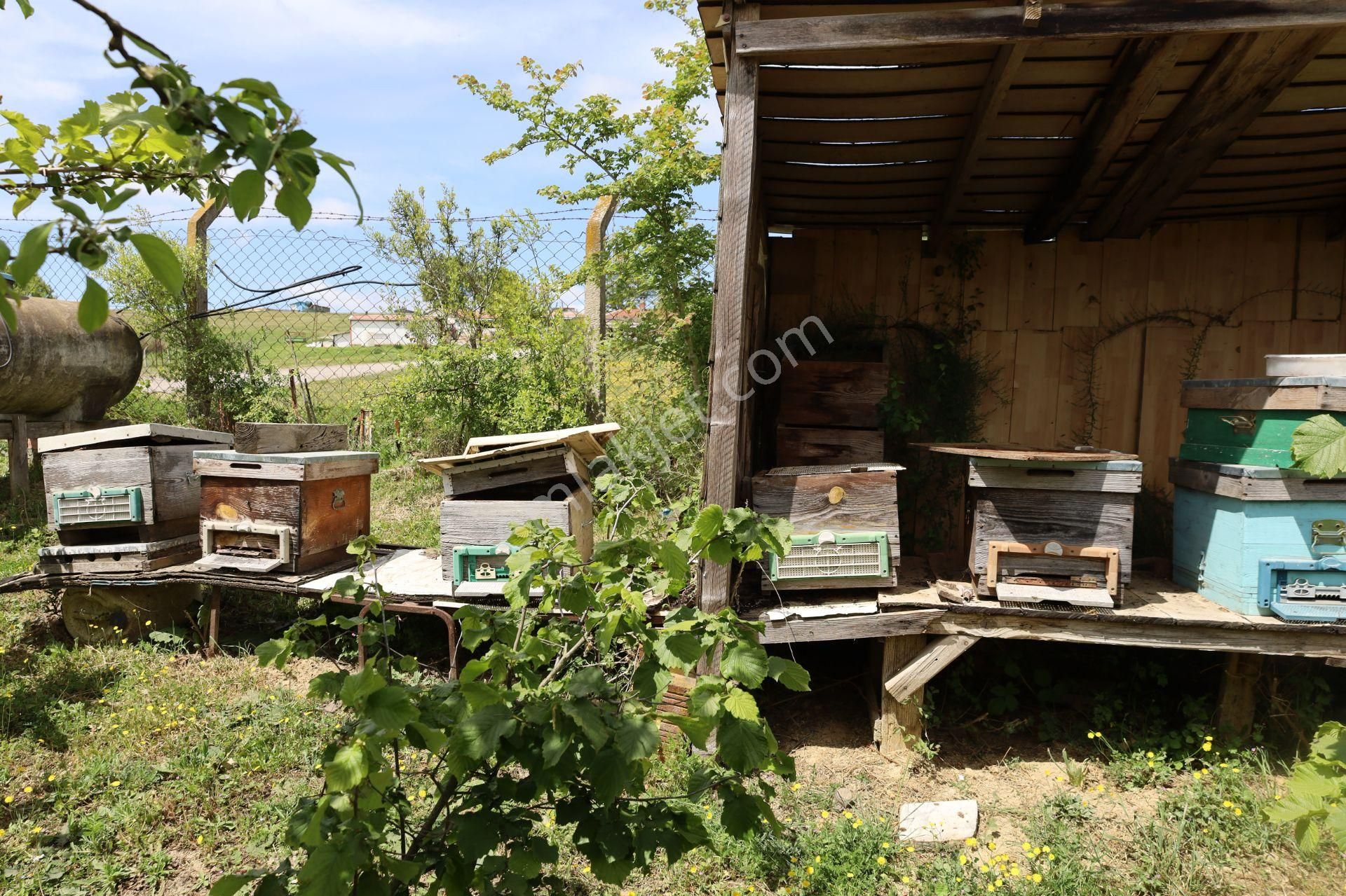 İşte Aradığınız Köy Evi (sera Kümes Bahçe Taş Fırın....) - Görsel 21