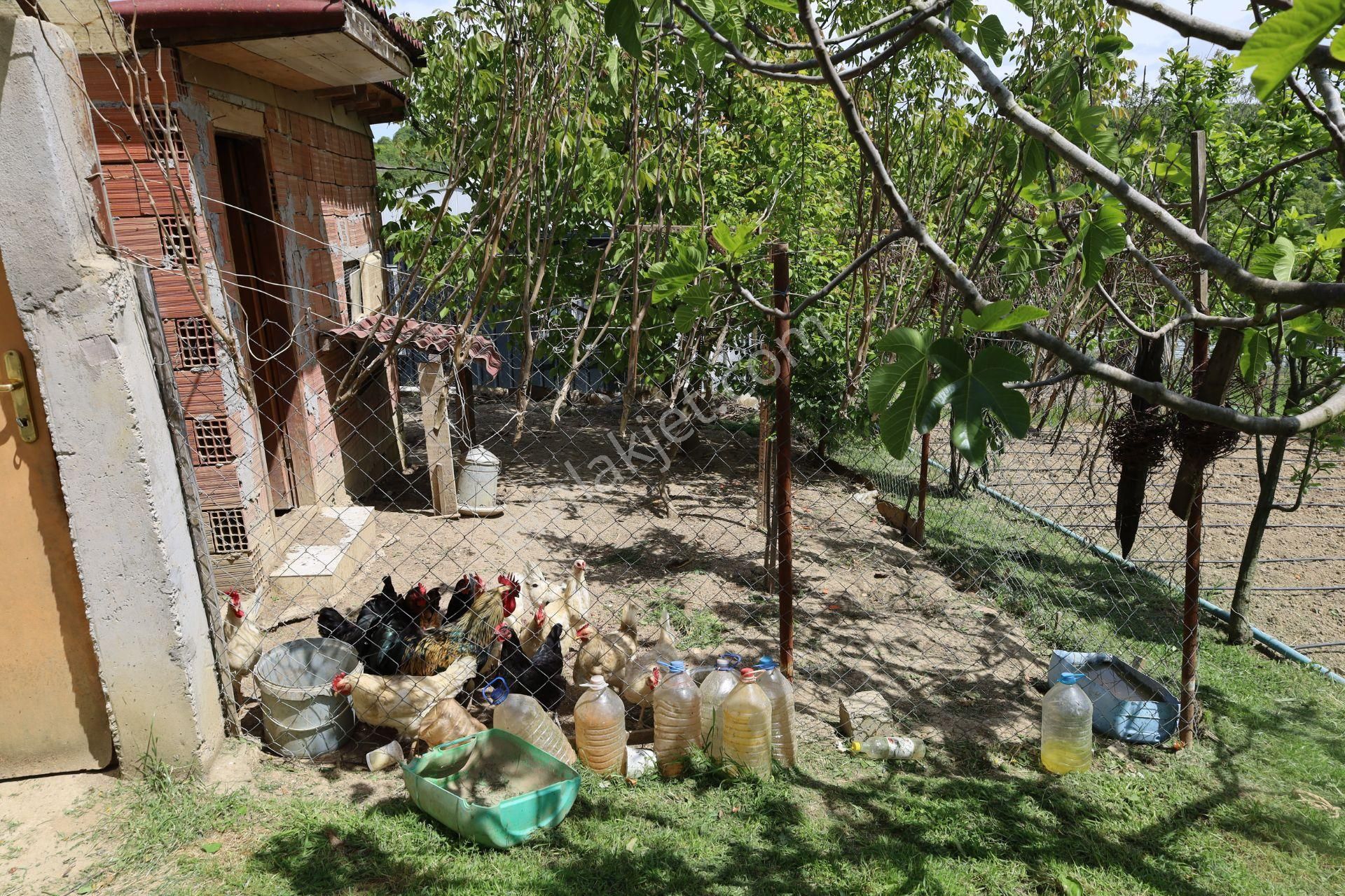 İşte Aradığınız Köy Evi (sera Kümes Bahçe Taş Fırın....) - Görsel 12