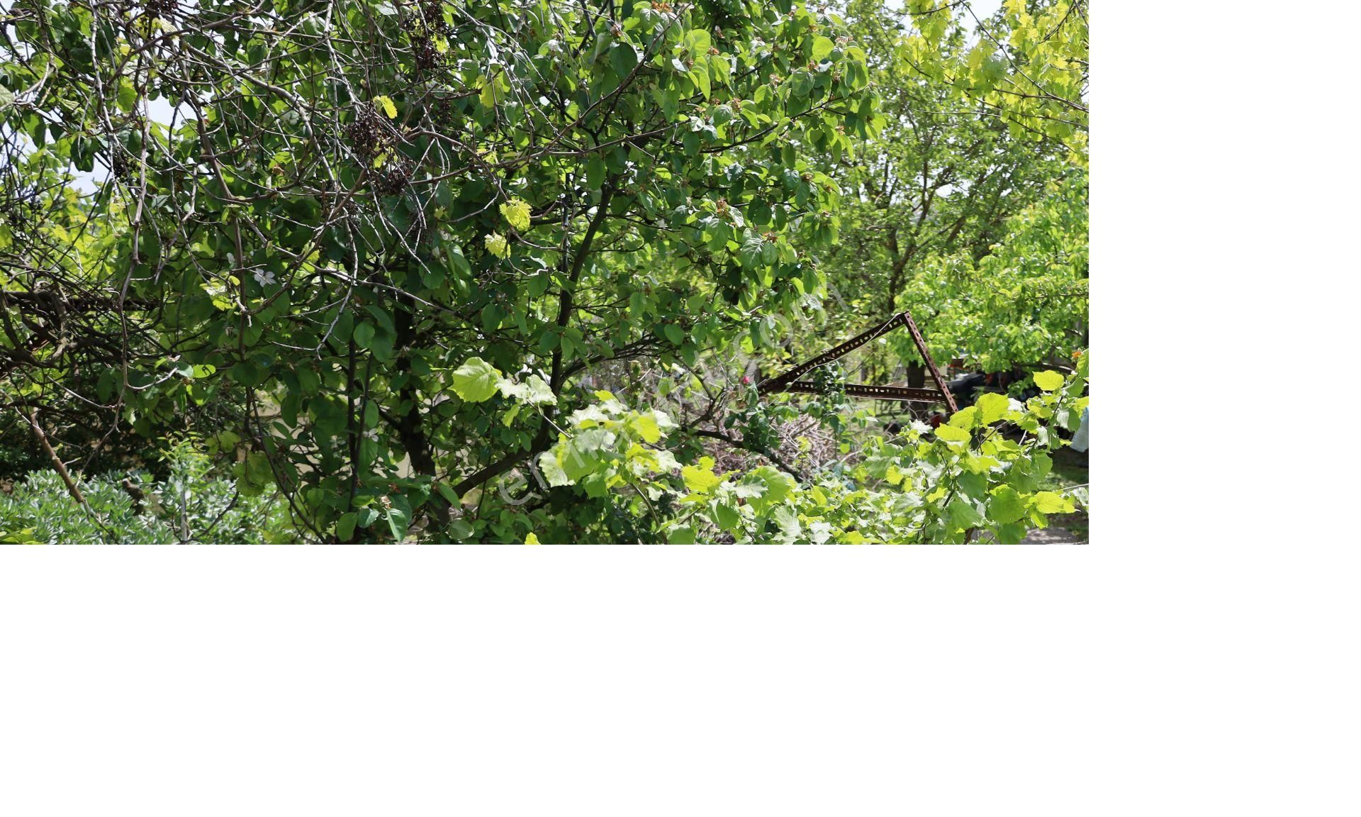 İşte Aradığınız Köy Evi (sera Kümes Bahçe Taş Fırın....) - Görsel 24