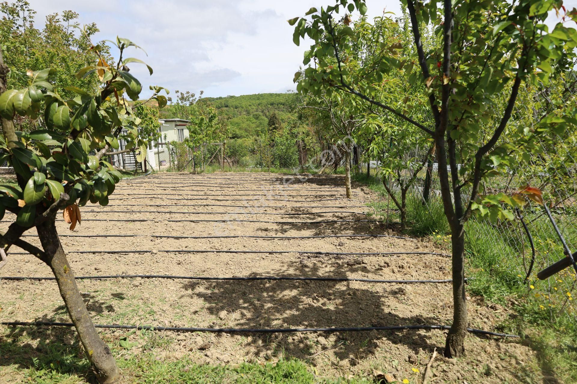 İşte Aradığınız Köy Evi (sera Kümes Bahçe Taş Fırın....) - Görsel 17