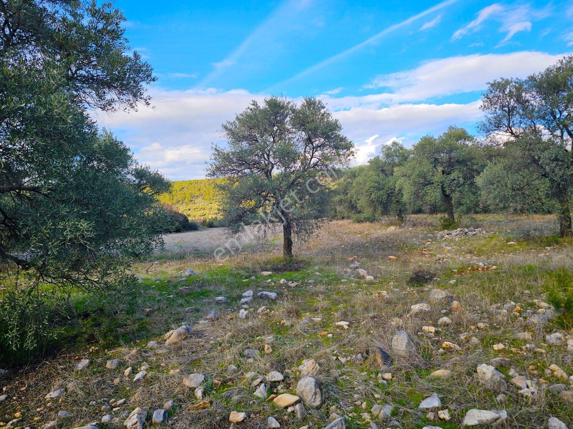 Milas Aslanyaka Mahallesinde 13.076 M² Satılık Çiftlik Arazisi - Görsel 19