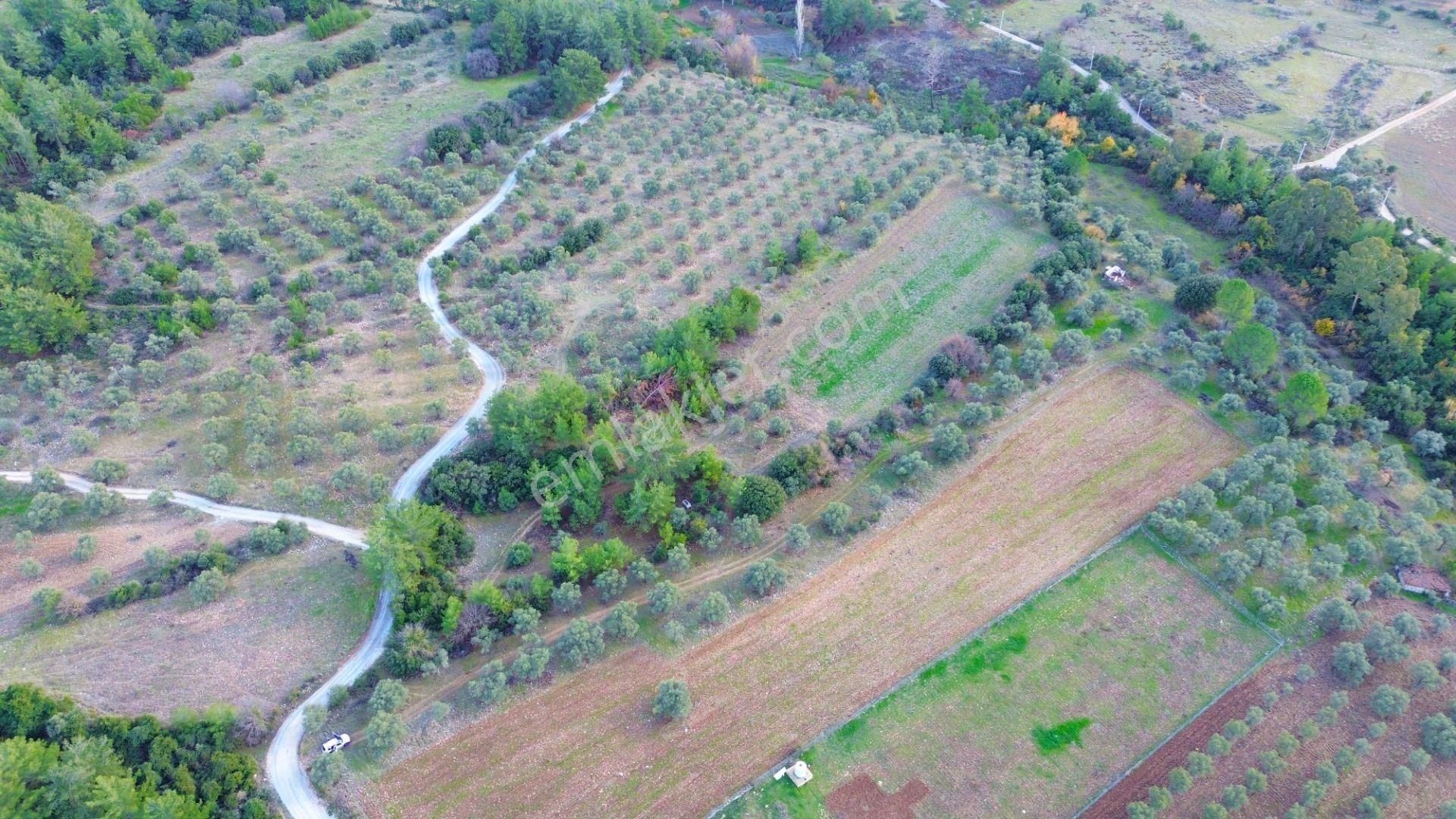 Milas Aslanyaka Mahallesinde 13.076 M² Satılık Çiftlik Arazisi - Görsel 7