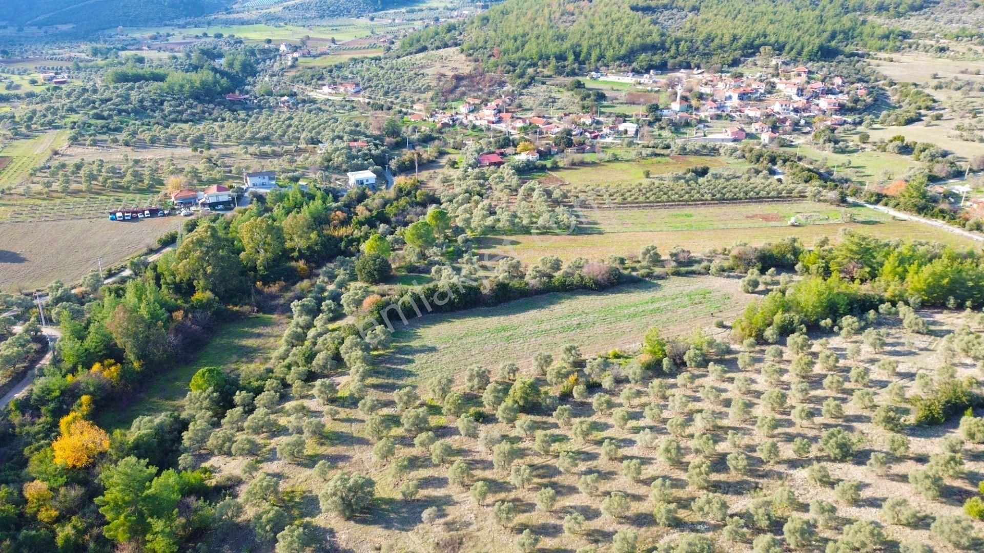 Milas Aslanyaka Mahallesinde 13.076 M² Satılık Çiftlik Arazisi - Görsel 11