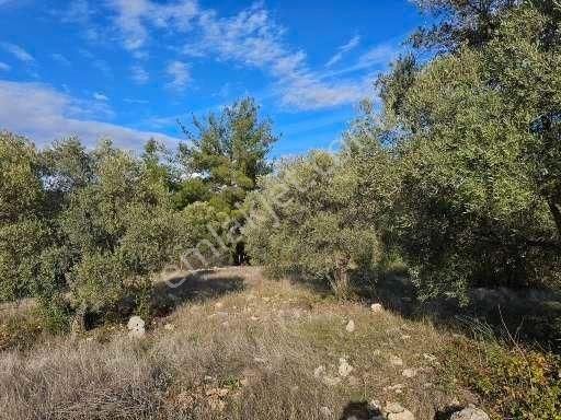 Milas Aslanyaka Mahallesinde 13.076 M² Satılık Çiftlik Arazisi - Görsel 22