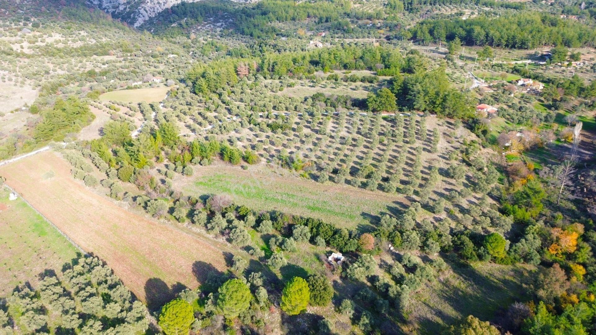 Milas Aslanyaka Mahallesinde 13.076 M² Satılık Çiftlik Arazisi - Görsel 9