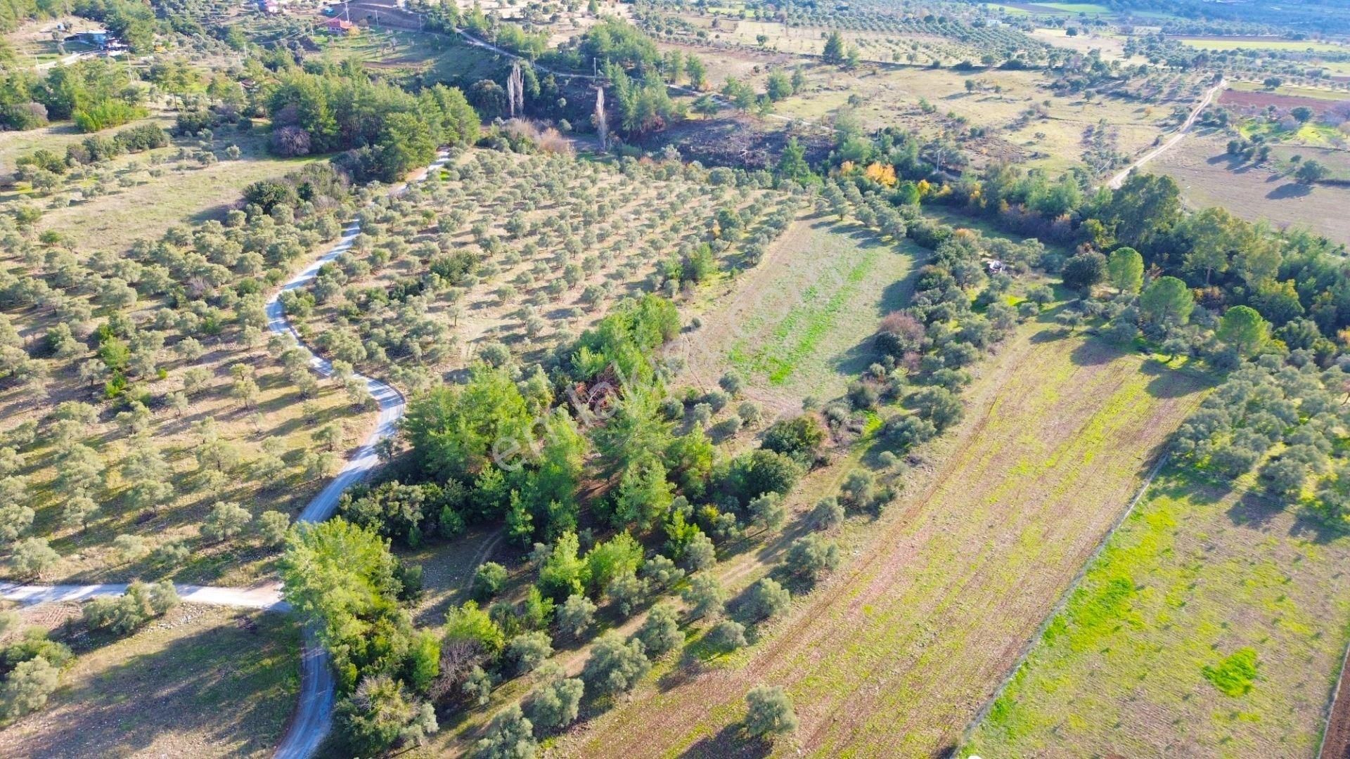 Milas Aslanyaka Mahallesinde 13.076 M² Satılık Çiftlik Arazisi - Görsel 4