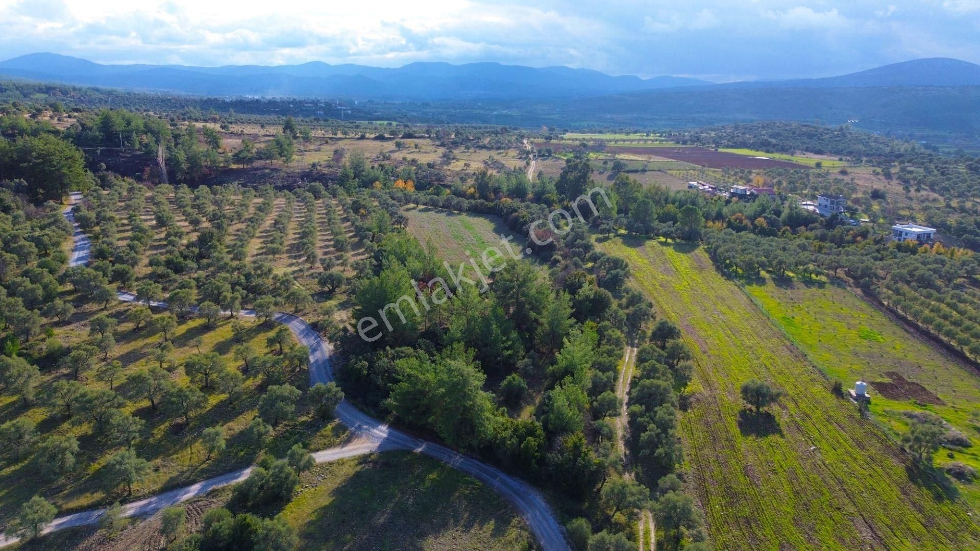 Milas Aslanyaka Mahallesinde 13.076 M² Satılık Çiftlik Arazisi - Görsel 17