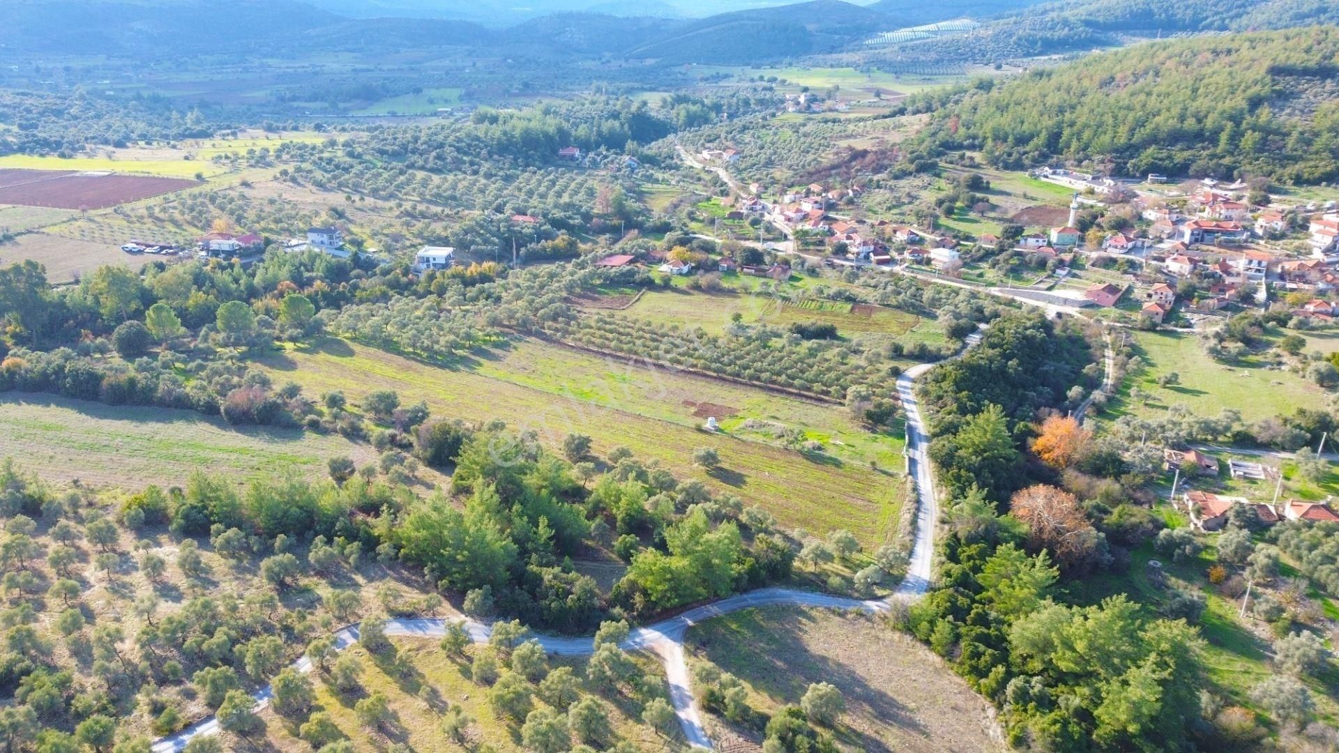 Milas Aslanyaka Mahallesinde 13.076 M² Satılık Çiftlik Arazisi - Görsel 15