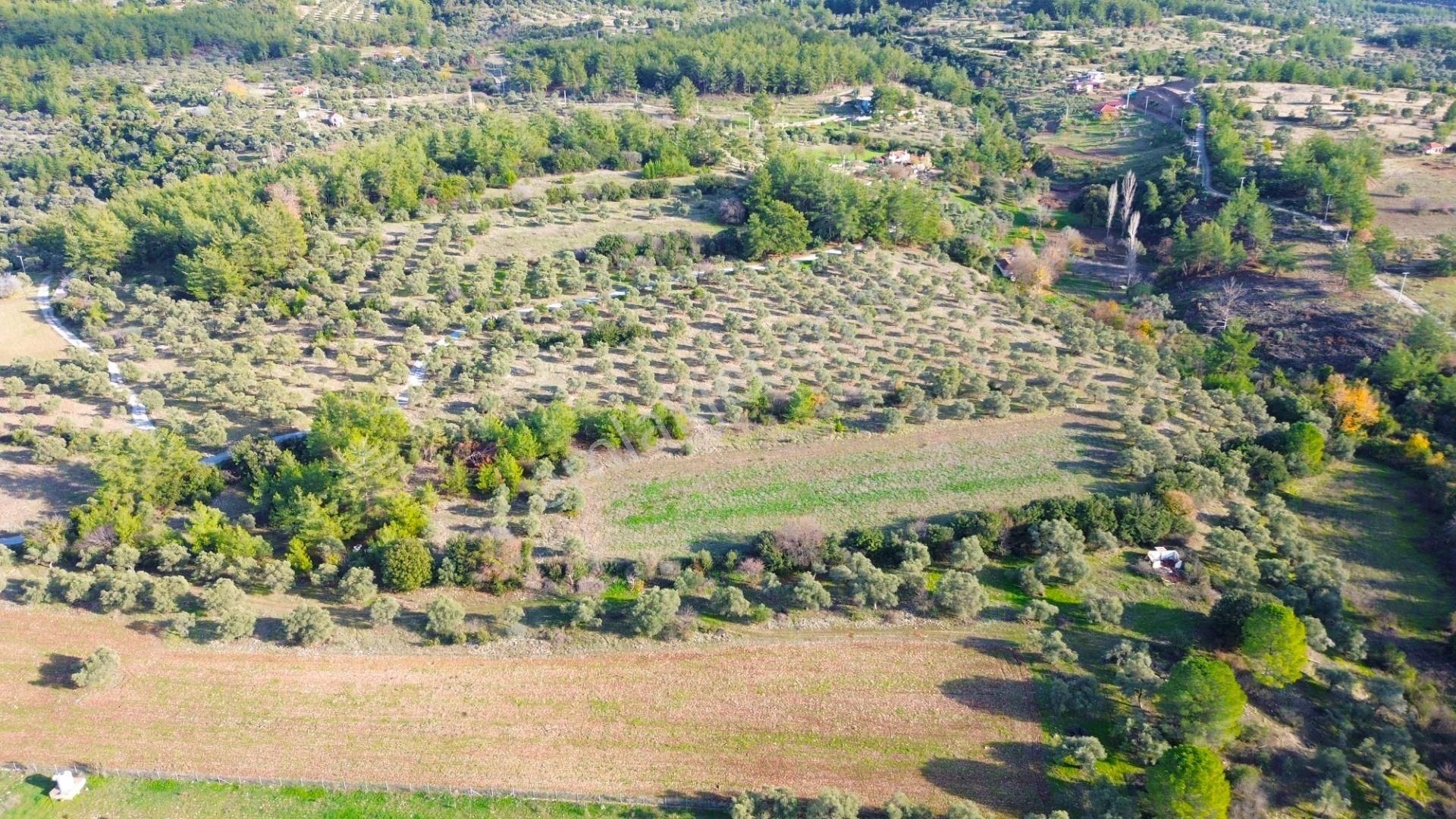 Milas Aslanyaka Mahallesinde 13.076 M² Satılık Çiftlik Arazisi - Görsel 8