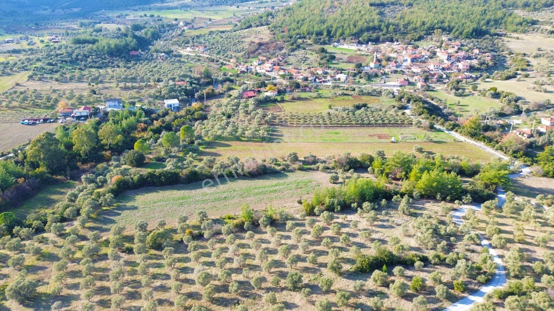 Milas Aslanyaka Mahallesinde 13.076 M² Satılık Çiftlik Arazisi - Görsel 12