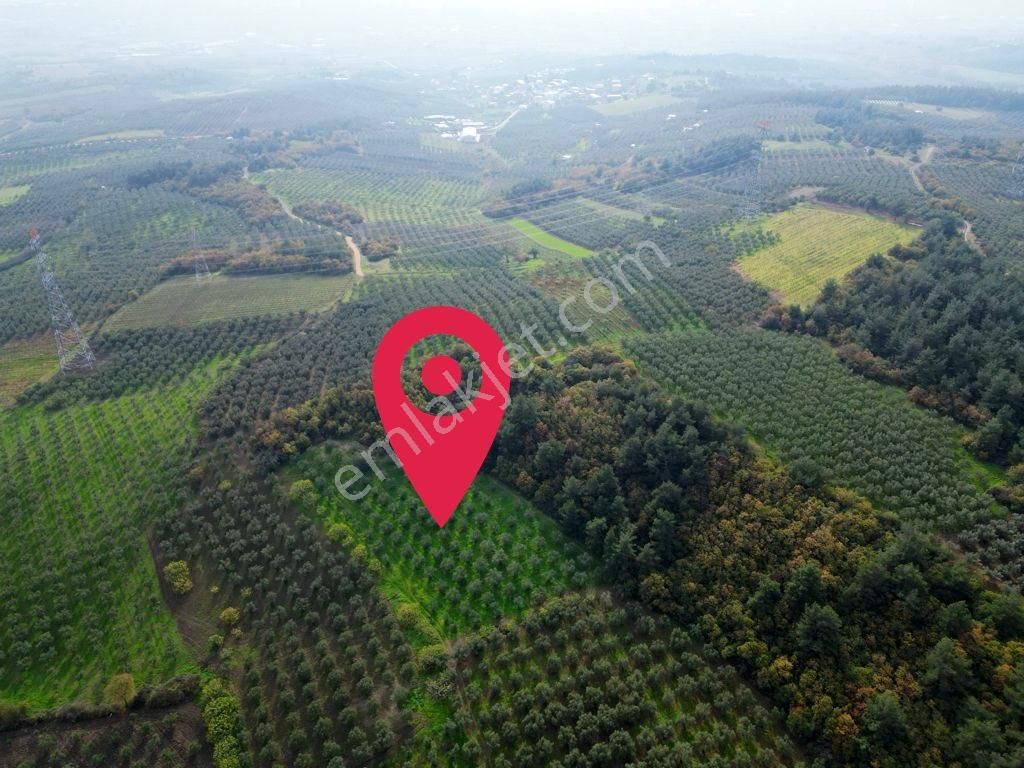 Elfi'den Mudanya Dedeköy 5.200 M² Satılık Tarla