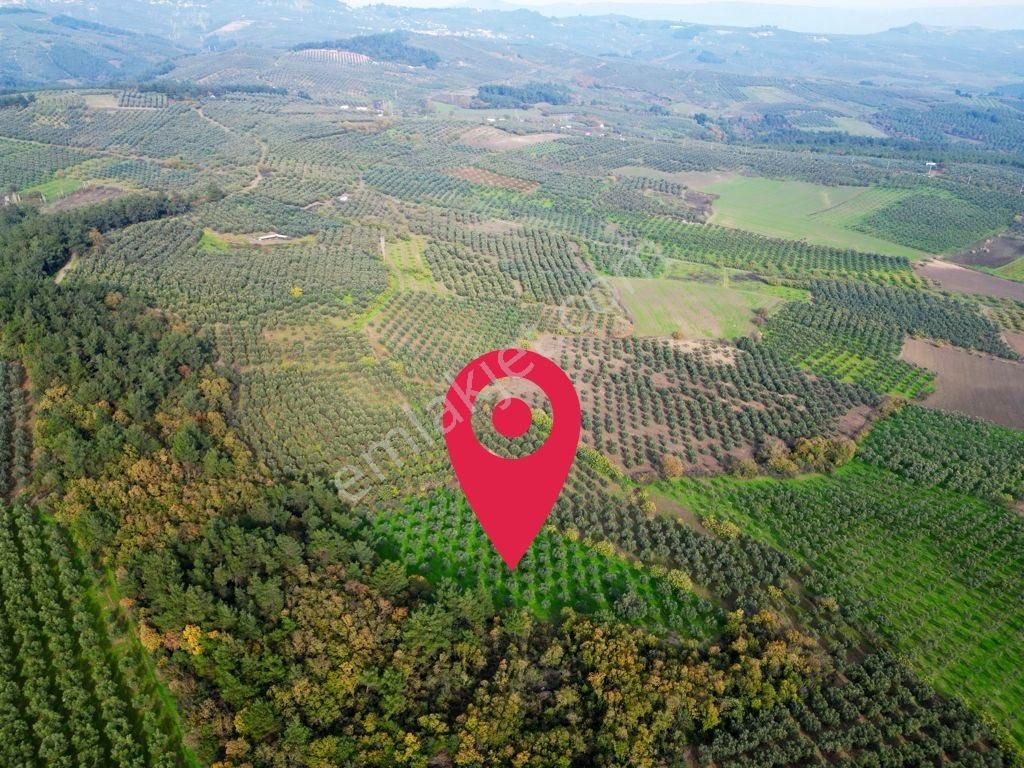 Elfi'den Mudanya Dedeköy 5.200 M² Satılık Tarla - Görsel 2