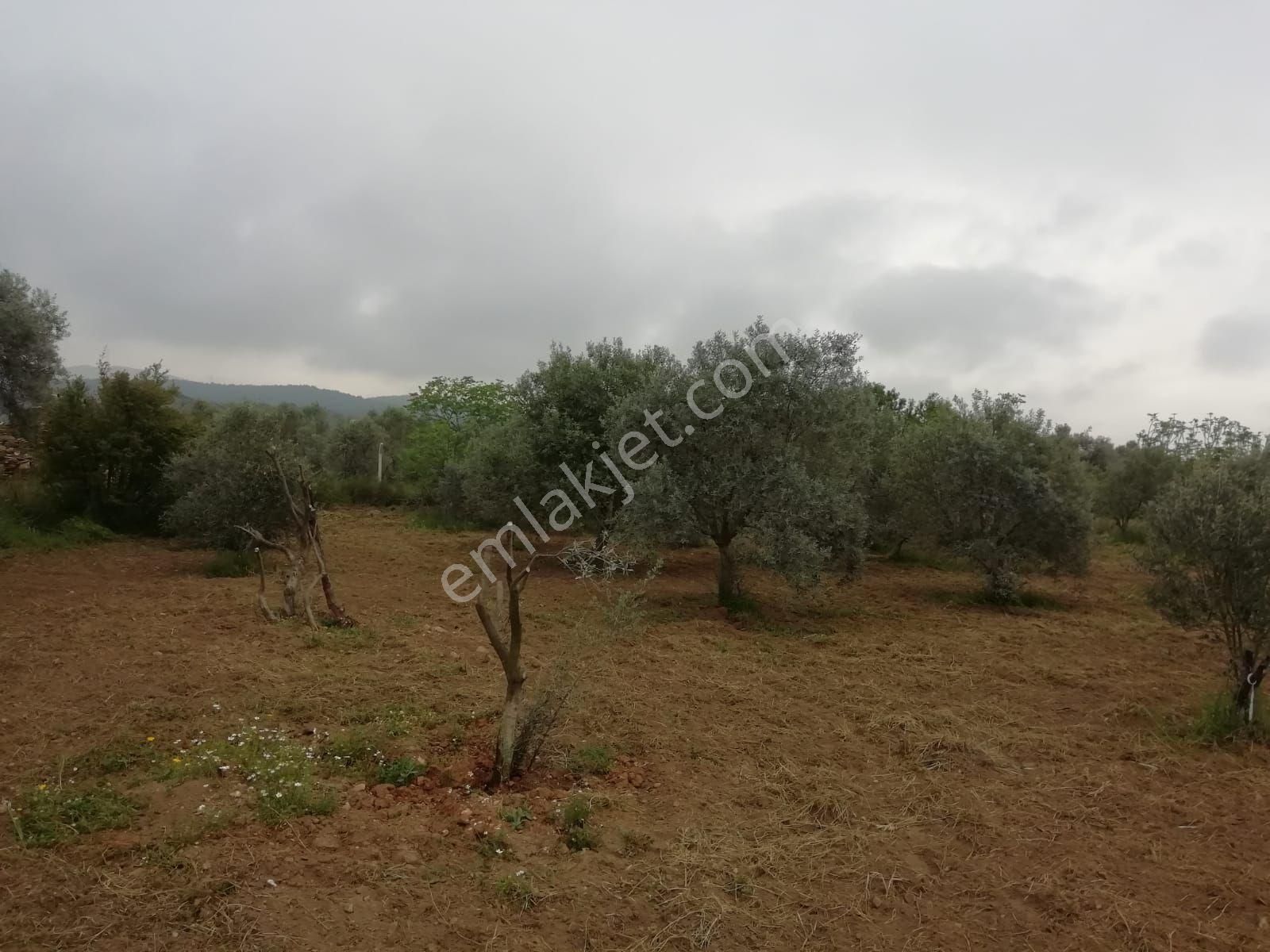 İzmir Bayar Gayrimenkul Torbalı'da Tek Tapulu Tarla - Görsel 10