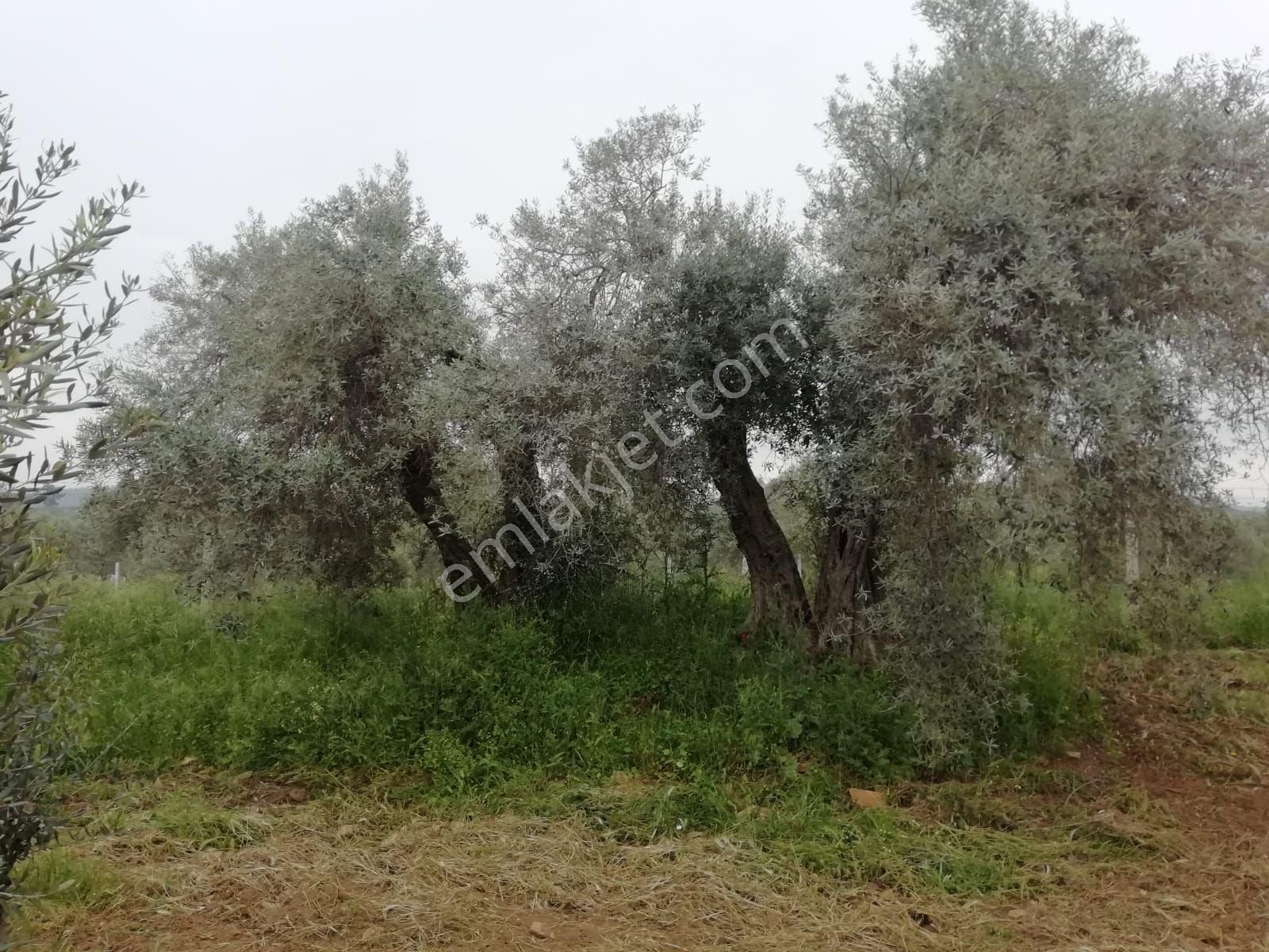 İzmir Bayar Gayrimenkul Torbalı'da Tek Tapulu Tarla - Görsel 6