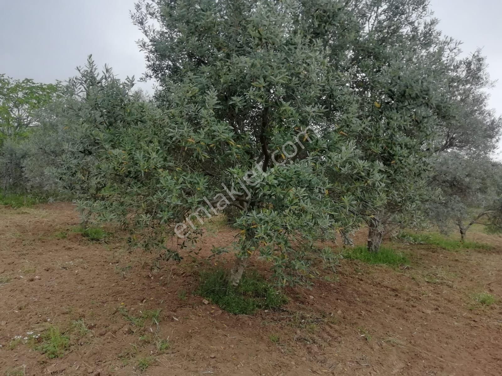 İzmir Bayar Gayrimenkul Torbalı'da Tek Tapulu Tarla - Görsel 8