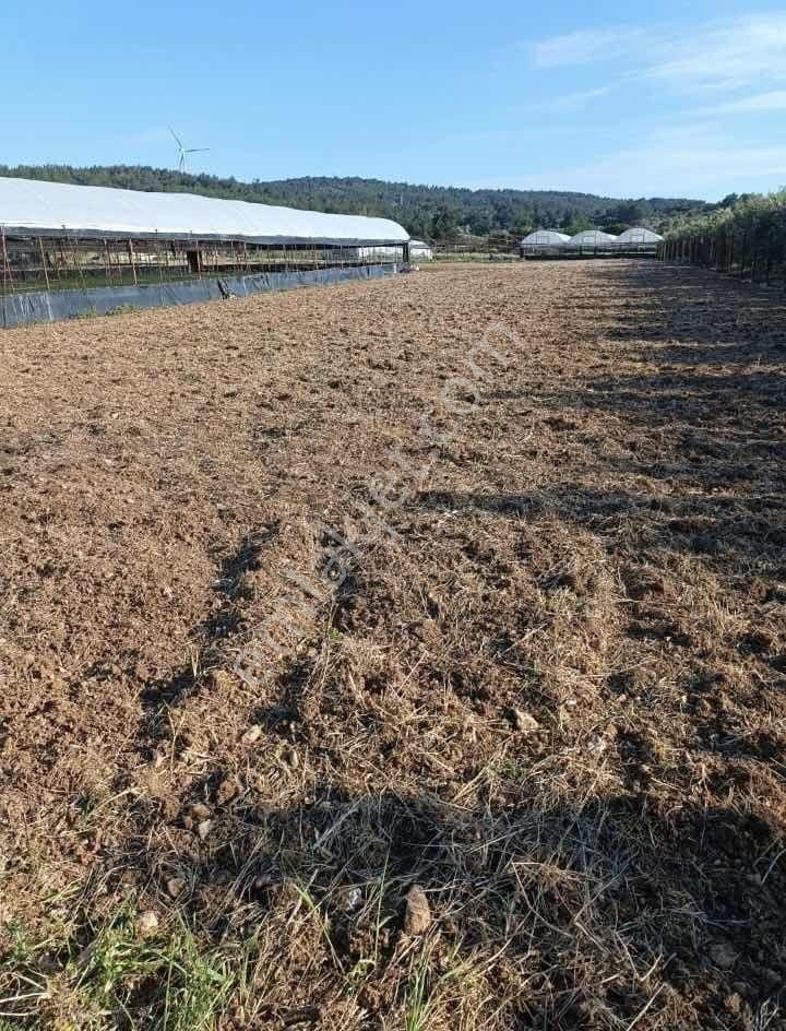 Urla Camiatik Mahallesi Satılık Tarla - Görsel 5