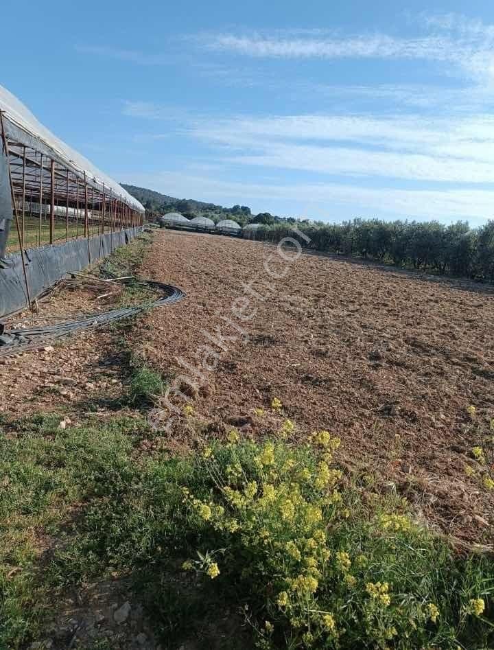 Urla Camiatik Mahallesi Satılık Tarla - Görsel 6