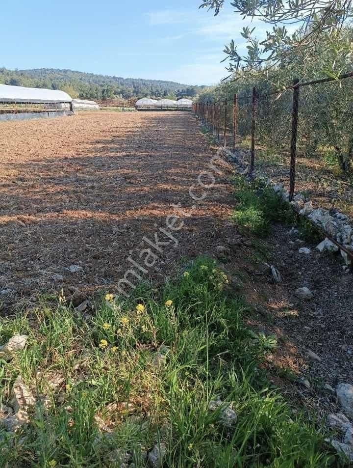 Urla Camiatik Mahallesi Satılık Tarla