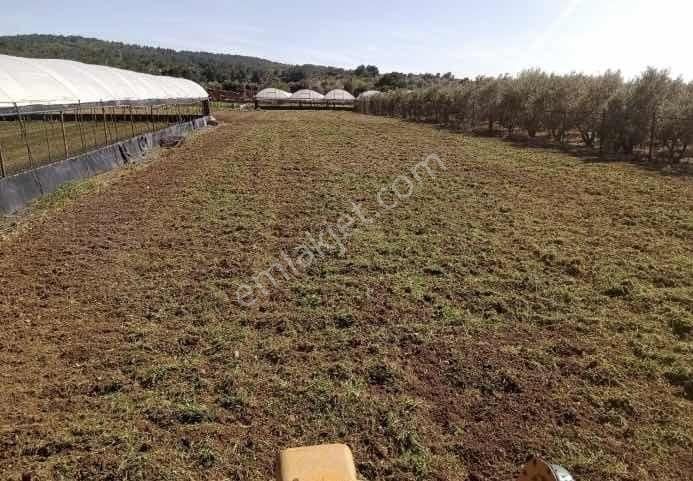 Urla Camiatik Mahallesi Satılık Tarla - Görsel 2