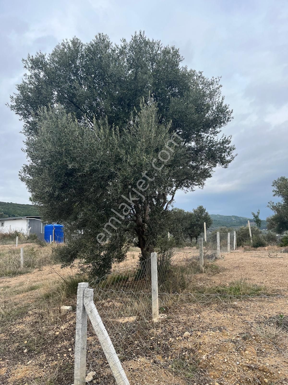 İzmir Buca Belenbaş Elektirk Su Aktif Satılık Arsa - Görsel 2