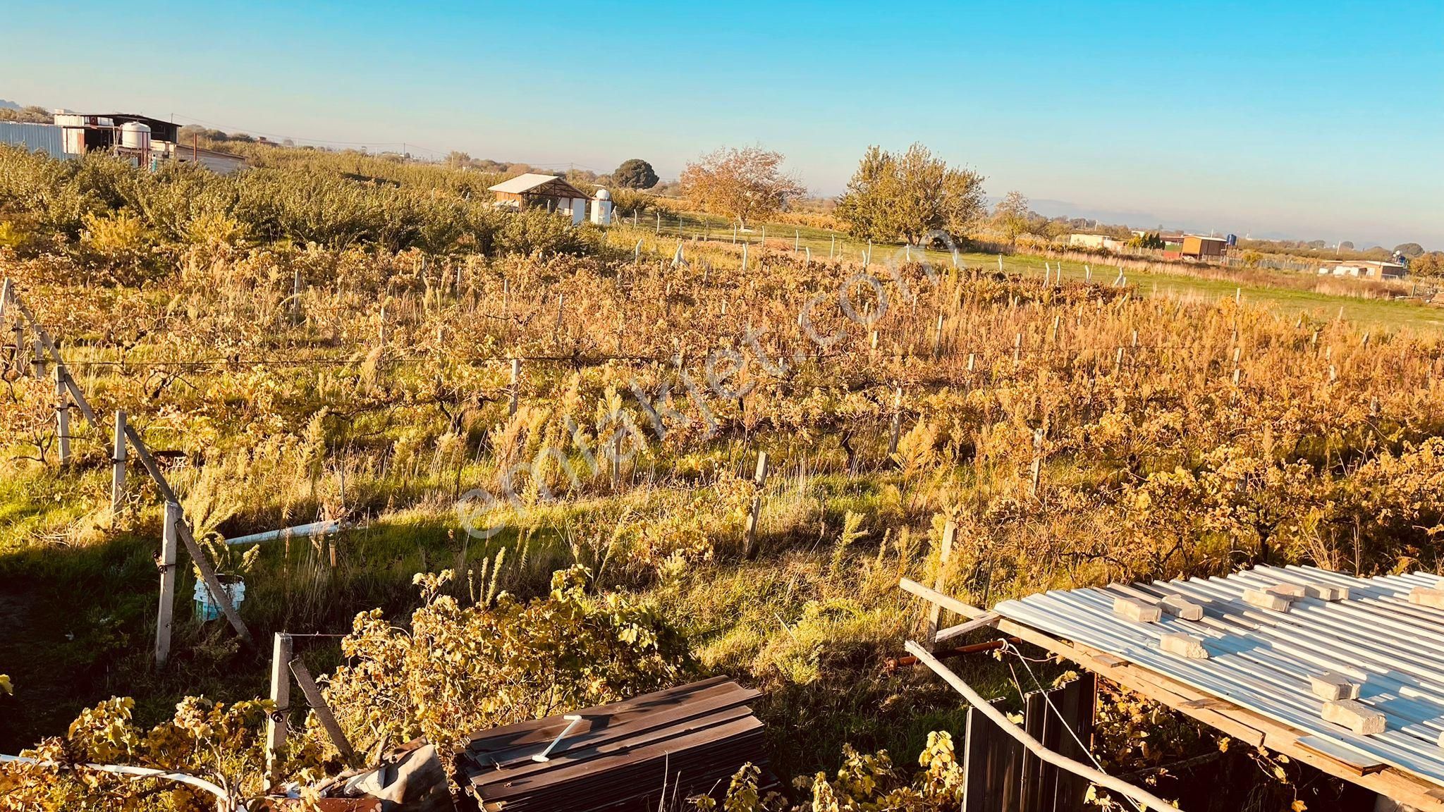 İzmir Menemen Satılık Bağ Bahçe Tarla 2240 M2 Suyu Var - Görsel 4