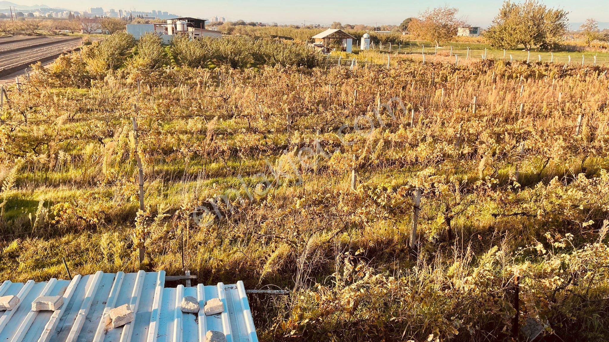 İzmir Menemen Satılık Bağ Bahçe Tarla 2240 M2 Suyu Var - Görsel 3