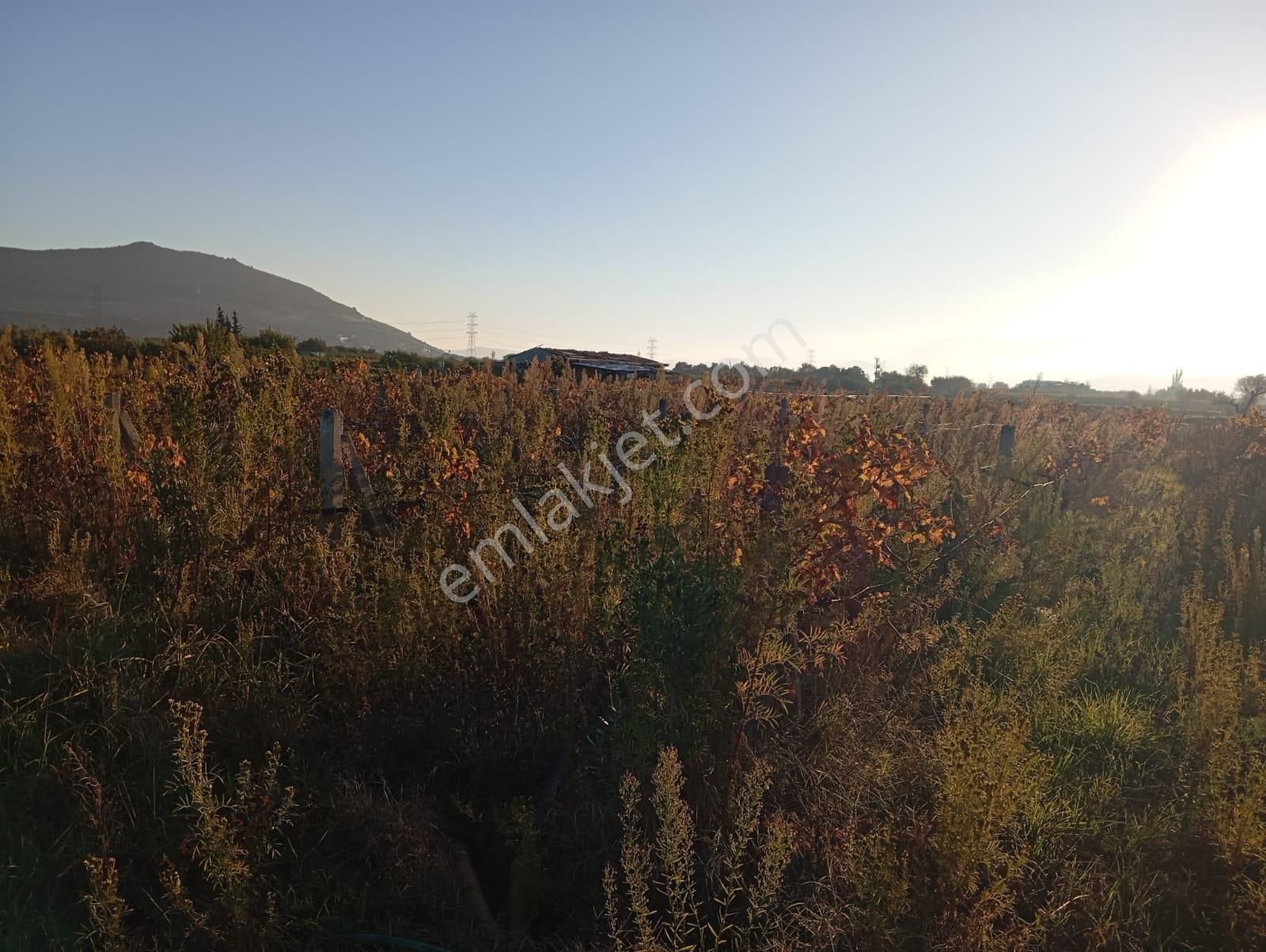 İzmir Menemen Satılık Bağ Bahçe Tarla 2240 M2 Suyu Var - Görsel 9