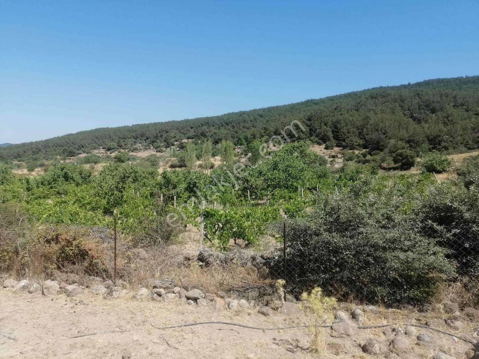 İzmir Menemen Alaniçi Bağ Bahçe Su Var - Görsel 7