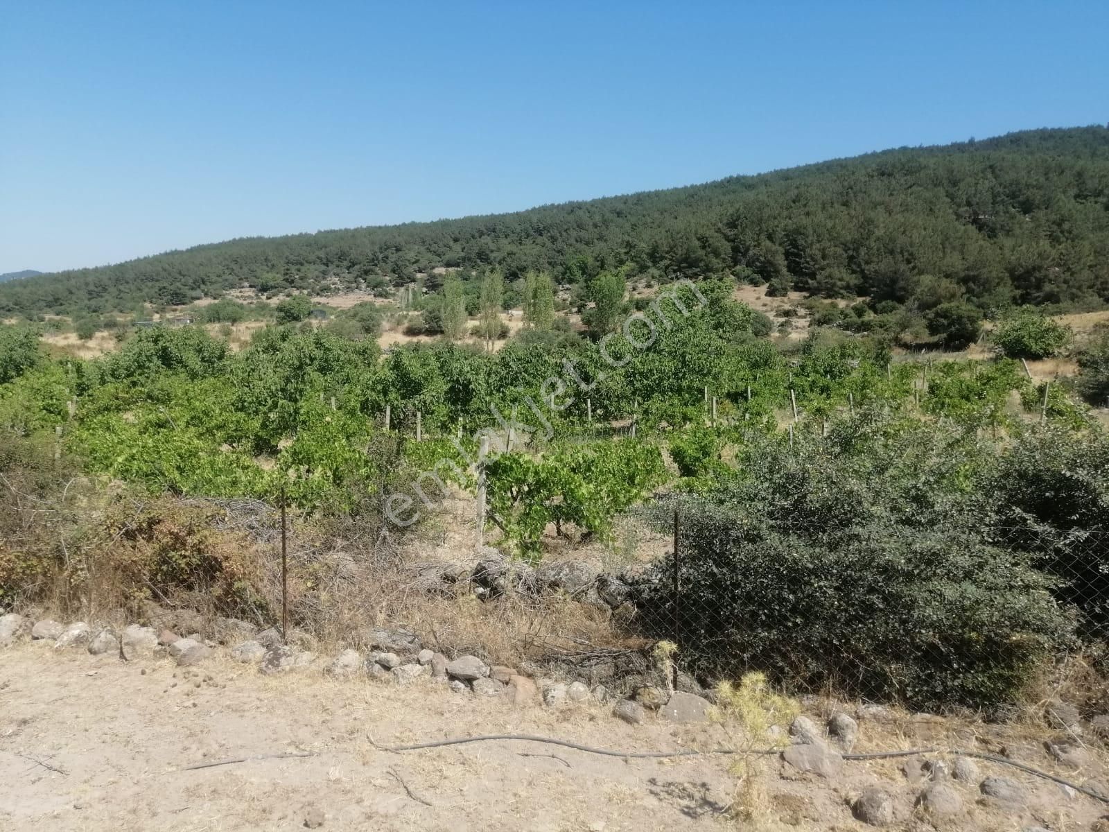 İzmir Menemen Alaniçi Bağ Bahçe Su Var - Görsel 9