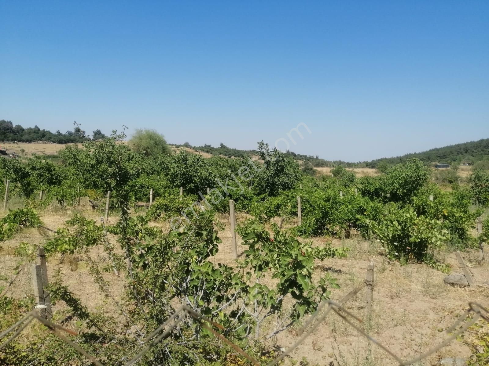 İzmir Menemen Alaniçi Bağ Bahçe Su Var - Görsel 4
