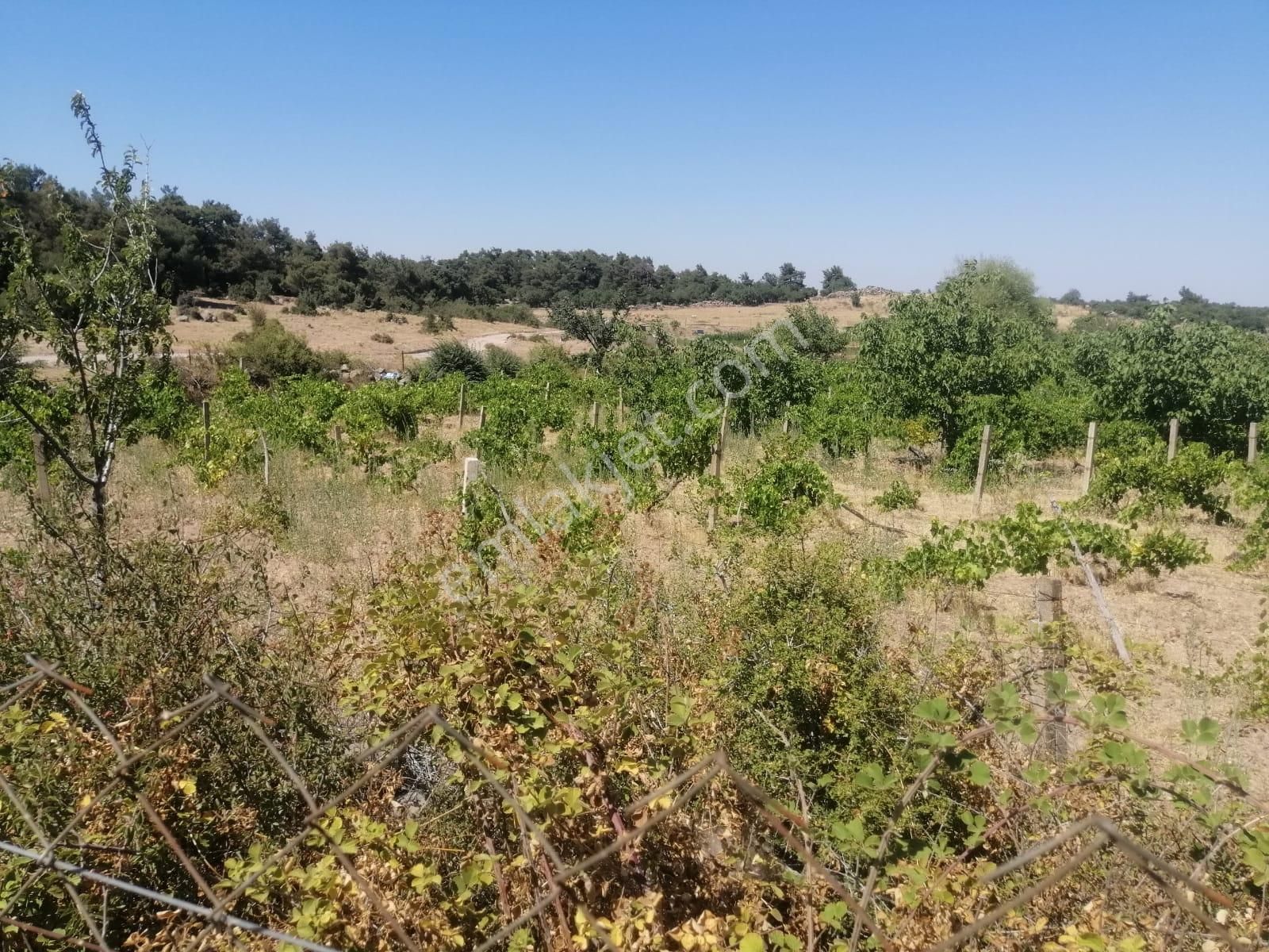 İzmir Menemen Alaniçi Bağ Bahçe Su Var - Görsel 8