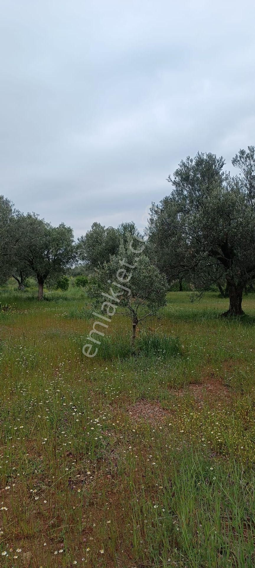 Saruhanlı B.belen Mah. 1.720 M² Tek Tapu Zeytinlik - Görsel 9