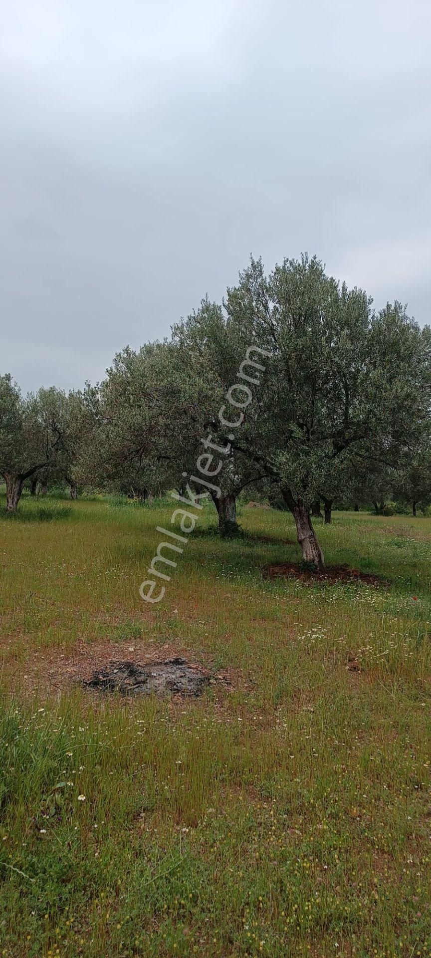 Saruhanlı B.belen Mah. 1.720 M² Tek Tapu Zeytinlik - Görsel 11