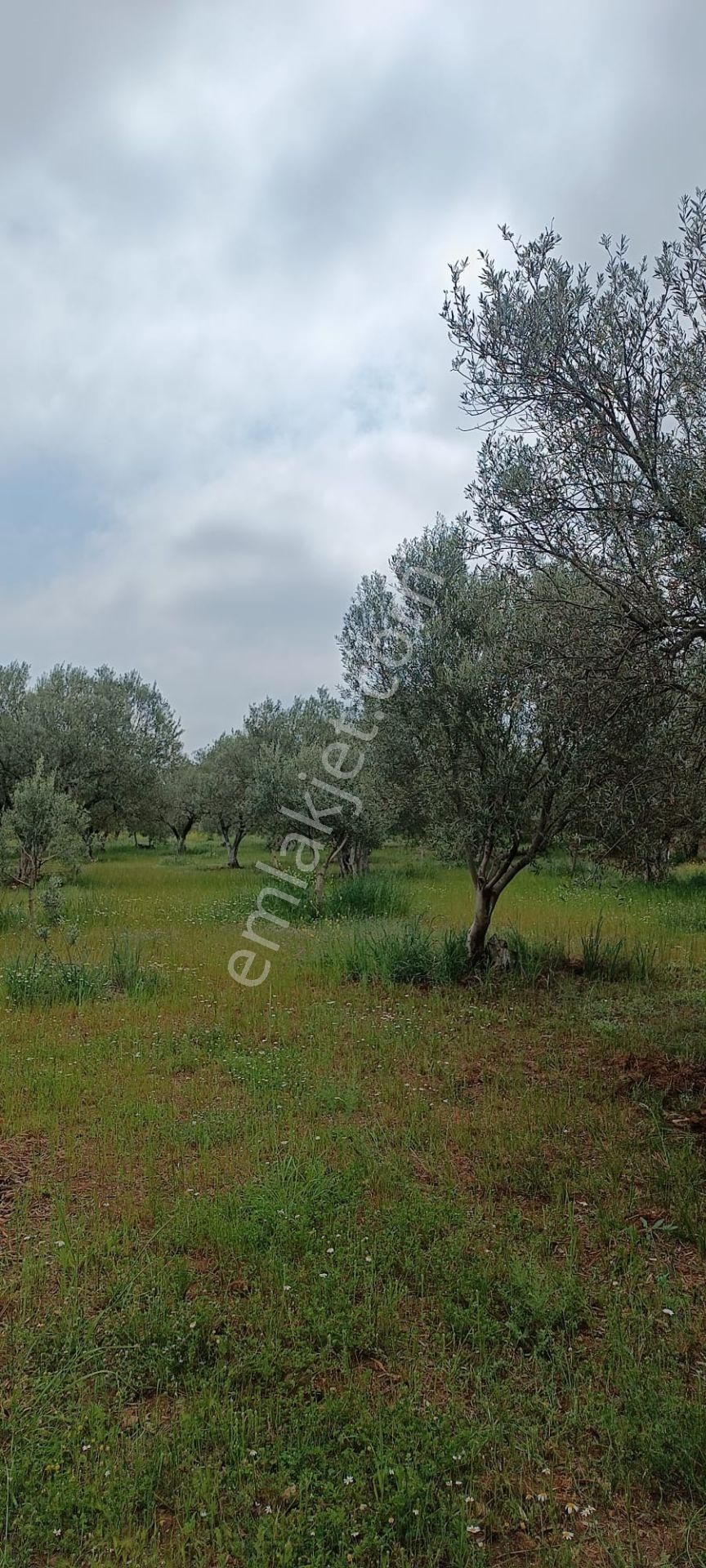 Saruhanlı B.belen Mah. 1.720 M² Tek Tapu Zeytinlik - Görsel 5