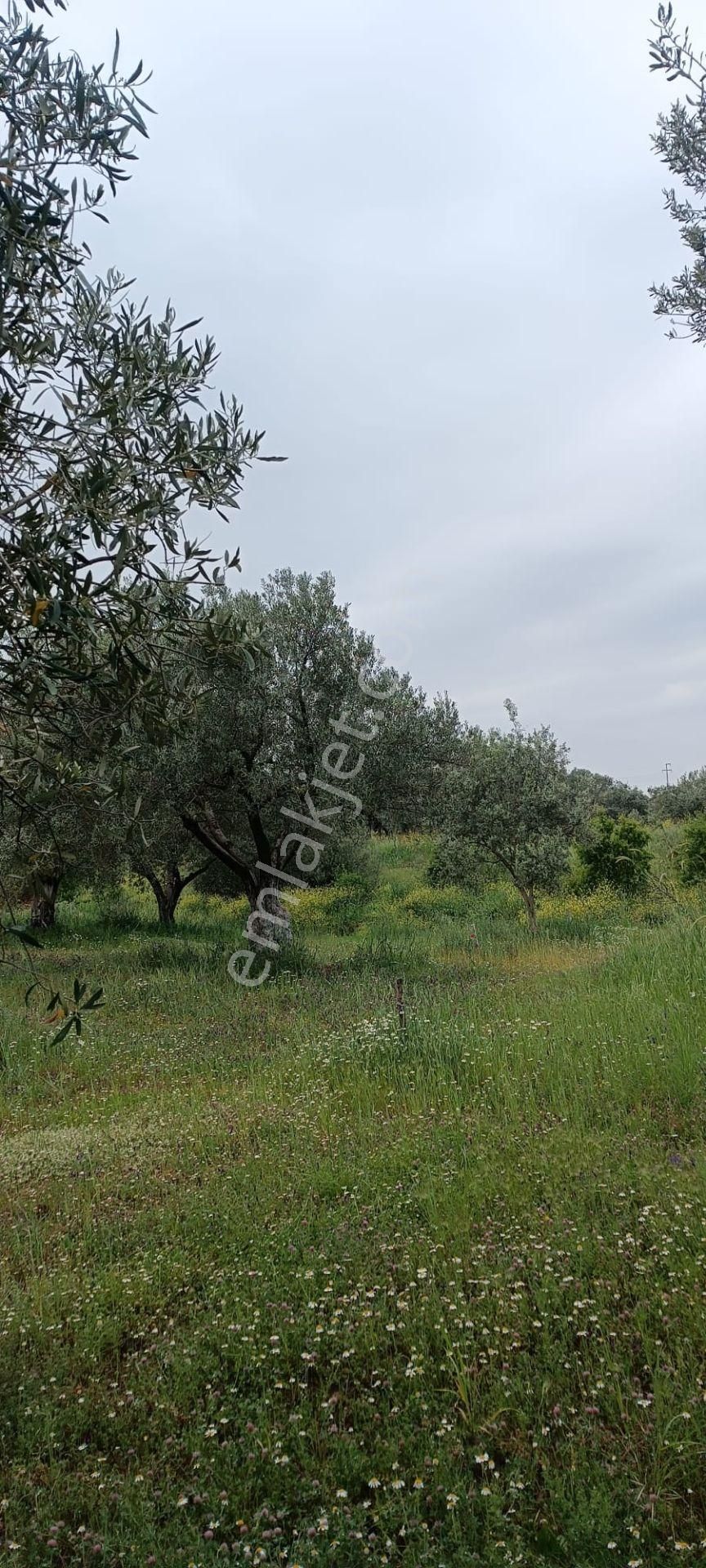 Saruhanlı B.belen Mah. 1.720 M² Tek Tapu Zeytinlik - Görsel 6