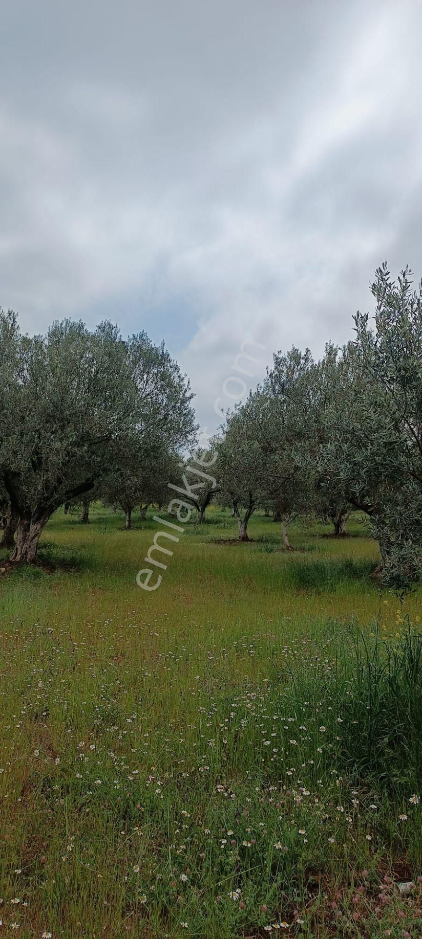 Saruhanlı B.belen Mah. 1.720 M² Tek Tapu Zeytinlik