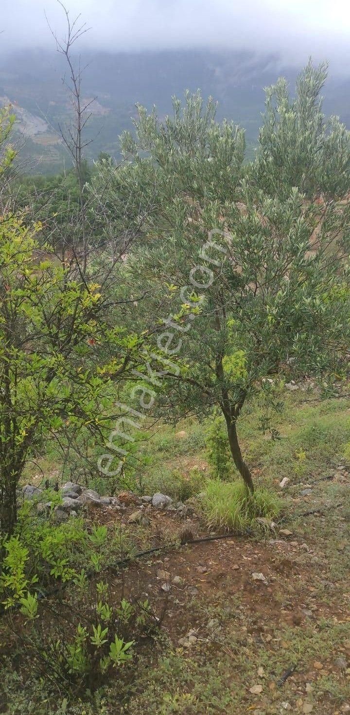 Gazipaşa Yeniköy Mah.sumaklı Mevkii Satılık 2026 M2 Tarla