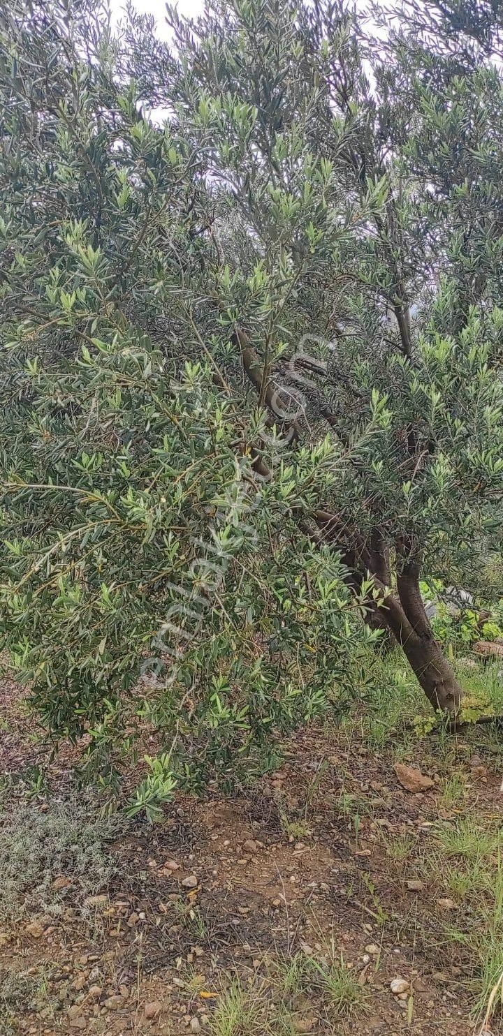 Gazipaşa Yeniköy Mah.sumaklı Mevkii Satılık 2026 M2 Tarla - Görsel 3